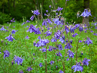 Plant of the month - May