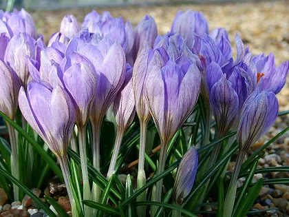 Plant of the month - March