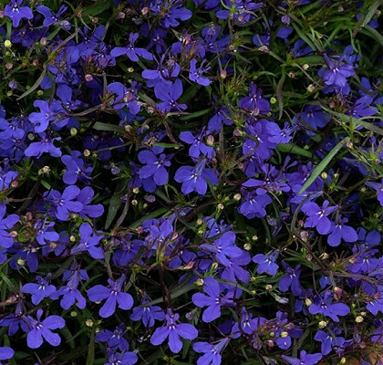 Plant of the month - July no. 1