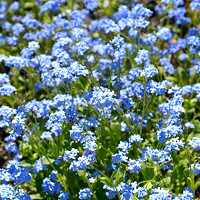 Plant of the month - April