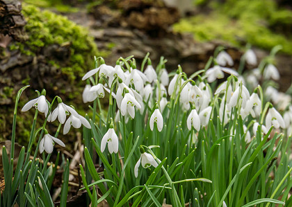 Plant of the month - February