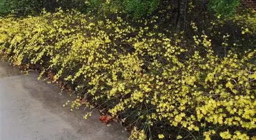 Plant of the Month - December