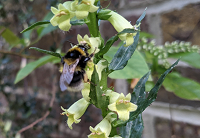 My allotment in June