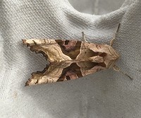 April Wildlife in the Garden