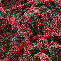 Plant of the Month - November