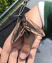 June Wildlife in the Garden