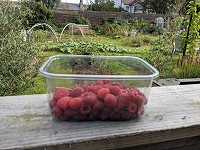 On my allotment in September