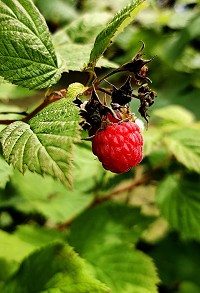 On my allotment in July