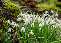 Plant of the month - February