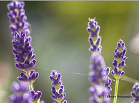 Q & A with Thomas Blumire