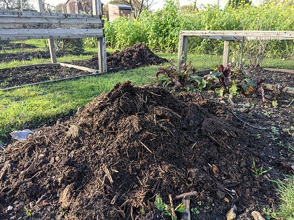 On my allotment in March
