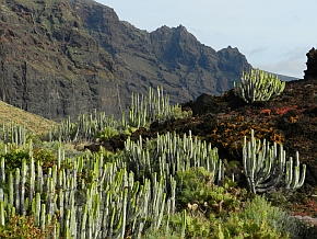 The Canary Islands in Spring
