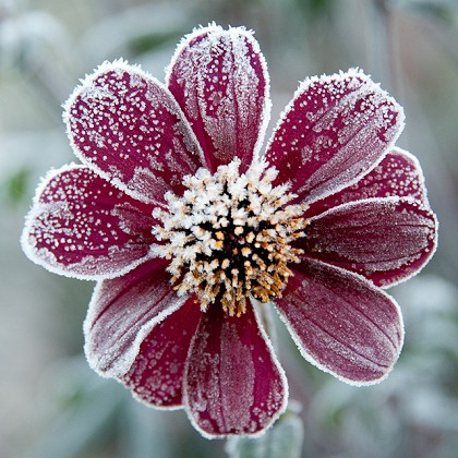 Winter in the Garden